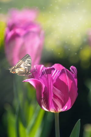 spring morning, butterfly on a tulip, purple tulip in backlit, free space for your textの写真素材