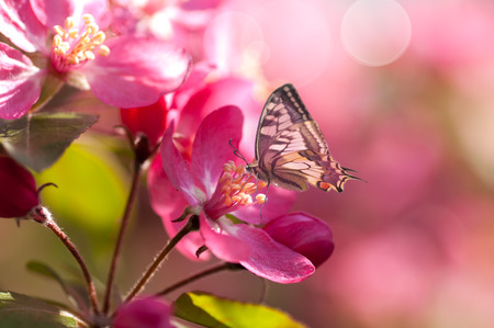 close-up flowering apple tree, butterfly on flower, red flower, bright sunlightの写真素材