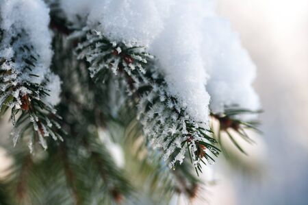 snow on a branch of spruce in nature