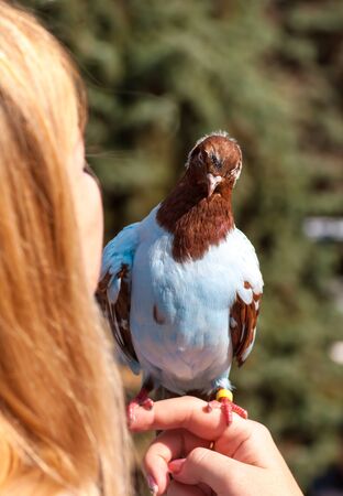 blue dove sits on a hand at a bird show in Ukraineの写真素材