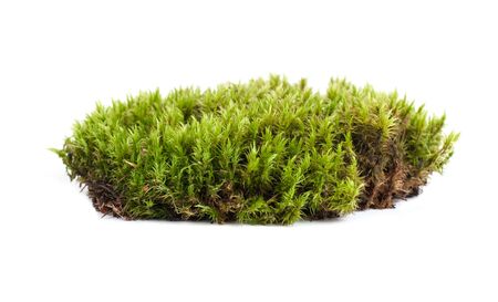 green moss sphagnum closeup isolatedの写真素材