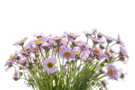 lilac daisy flowers bouquet isolated on white backgroundの写真素材