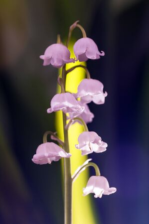 fresh lily of the valley branch, purple radianceの写真素材