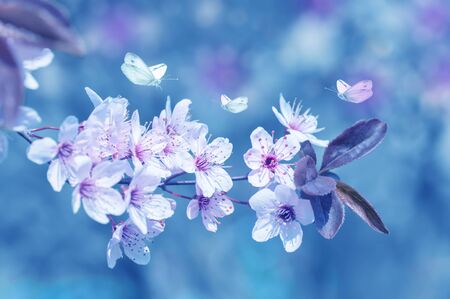 butterflies fly around cherry blossoms, spring background, color appliedの写真素材