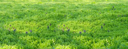 meadow in spring, young fresh vegetation, lilac flowers among green grass