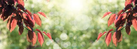 panorama of red leaves of a tree, backlighting, spring background