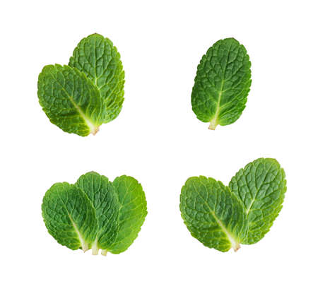mint leaf set isolated on white background
