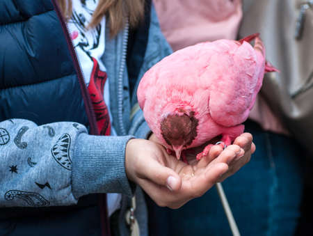 red pigeon eats from hand at bird exhibition in Ukraineの写真素材