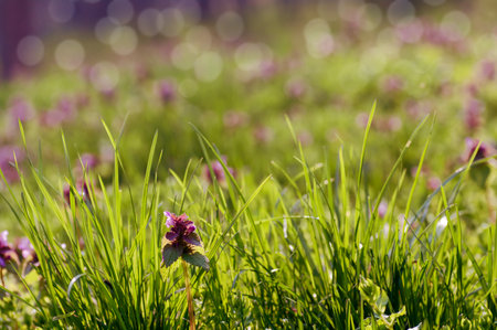 young green plants in the wild. Purple flowers on young plants in spring in the wild