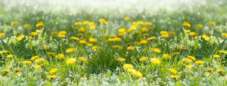 spring background panorama of yellow dandelions, meadow with spring flowers, light morning fogの写真素材