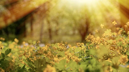 celandine flowers in the spring in the forest, medicinal grass in nature, backlighting illuminates the silt of flowersの写真素材