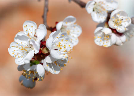 flowers on apricot tree, spring background, on orange backgroundの写真素材