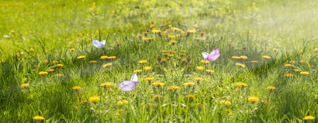 panorama of a glade with dandelions in the wild, in the spring in the forest, colored butterflies soar over flowers, natural wildlife landscapeの写真素材