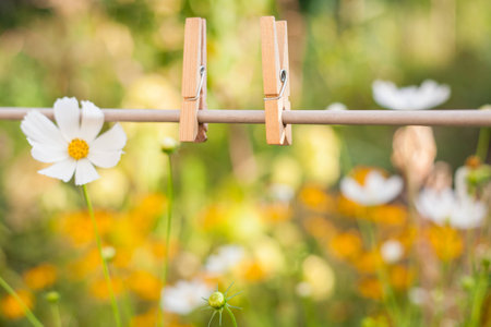 clothes peg in garden on flower backgroundの写真素材