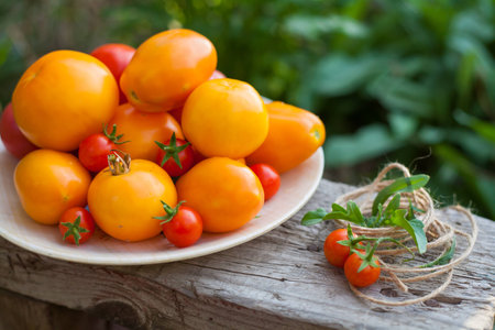 harvest of tomatoes on plate in a garden with flowersの写真素材