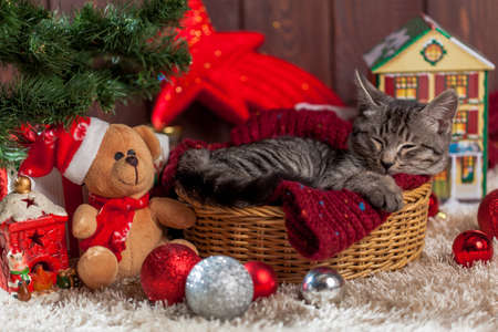 Christmas gifts, decoration and kitten under the treeの写真素材