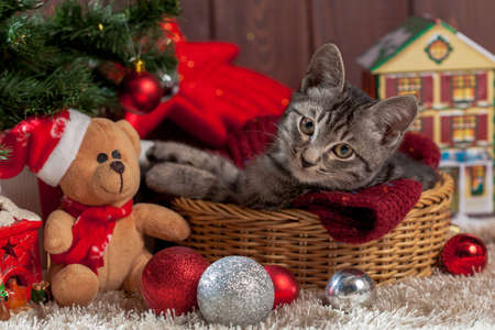 Christmas gifts, decoration and kitten under the treeの写真素材