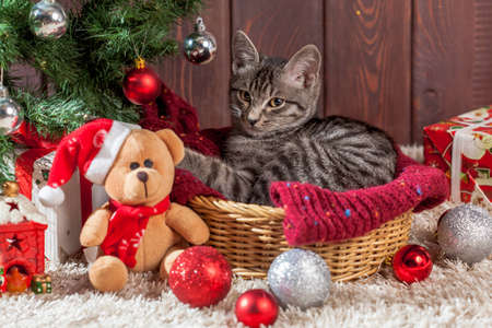 Christmas gifts, decoration and kitten under the treeの写真素材