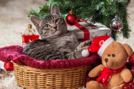 Christmas gifts, decoration and kitten under the treeの写真素材