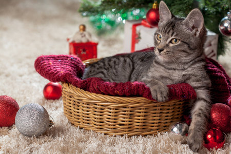 Christmas gifts, decoration and kitten under the treeの写真素材