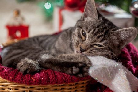 Christmas gifts, decoration and kitten under the treeの写真素材