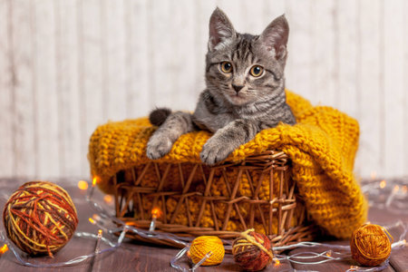 kitten playing with a ball of woolの写真素材