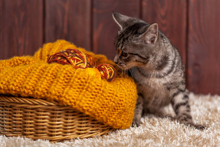 kitten playing with a ball of wool in basketの写真素材