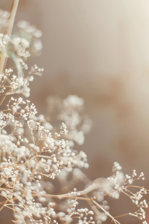 Abstract texture of a dried flowering branch, with a shallow depth of field, a delicate textureの写真素材