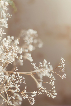 Abstract texture of a dried flowering branch, with a shallow depth of field, a delicate textureの写真素材
