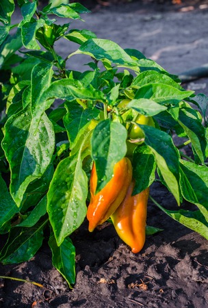 green and yellow young peppers growing in a field or plantationの写真素材