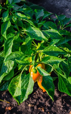 green and yellow young peppers growing in a field or plantationの写真素材