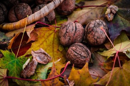 Fresh walnuts on autumn leaves background. Autumn concept.の写真素材