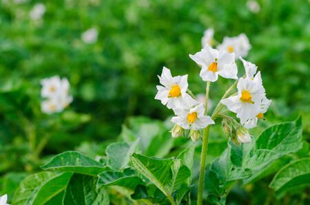 potato flowers blooming in the fieldの写真素材