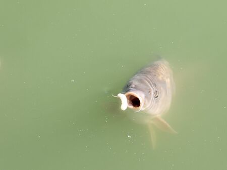 Siluriformes or Nematognathi usually called Catfish eating snacks in a green lakeの写真素材