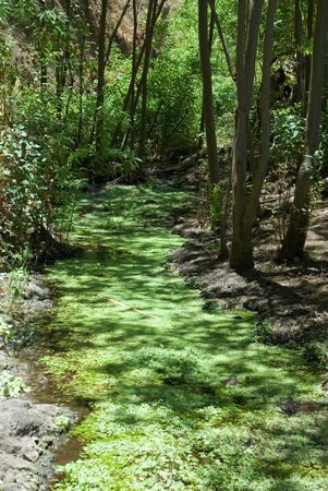 forest with a little swamp inの写真素材