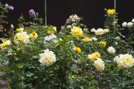 yellow rose in a parkの写真素材