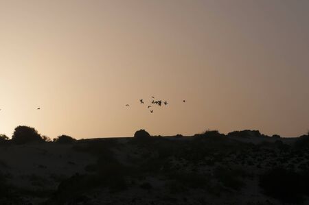 yellow sunset with birds in a beachの写真素材