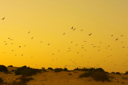 yellow sunset with birds in a beachの写真素材