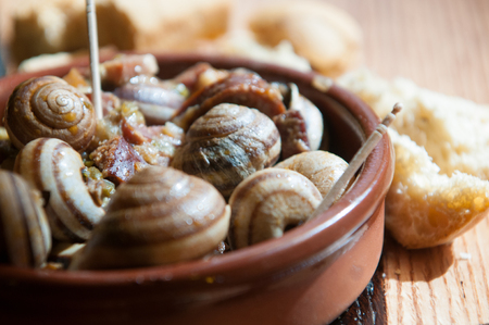 snails as gourmet food green leaf の写真素材
