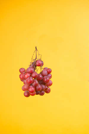 delicious bunch of grapes from the vines isolated on yellow backgroundの写真素材