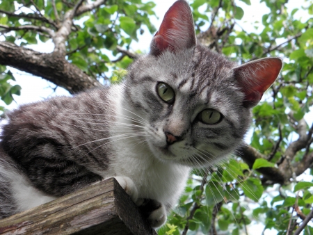 Cat looking downの写真素材