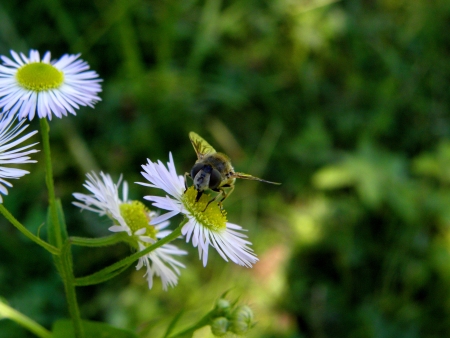 Fly on a flower