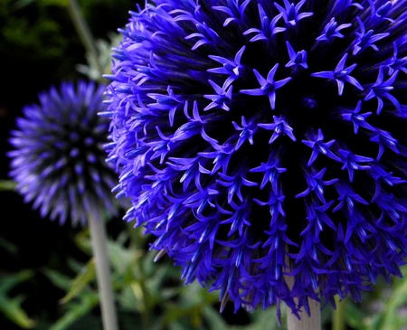 Blue round Flower