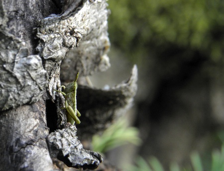 Grasshopperの写真素材