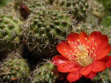 Cactus blossomの写真素材