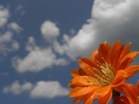 Orange Flowerの写真素材