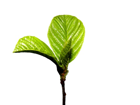 Young cherry treeの写真素材