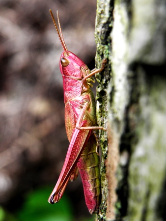 Grasshopperの写真素材