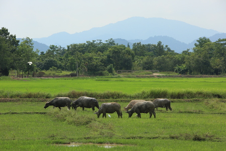 Buffalo Asiaticの写真素材