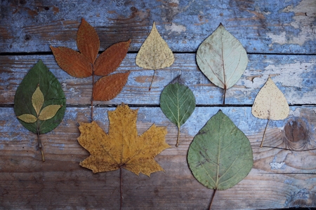 Autumn leaves on wooden background